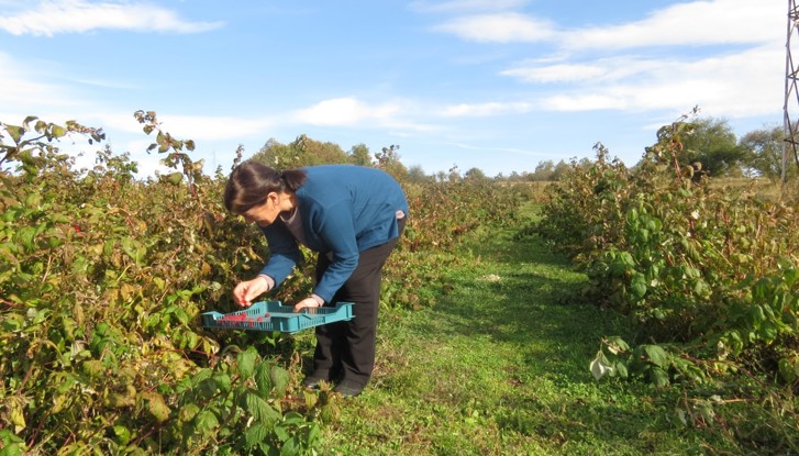 Raspberry field