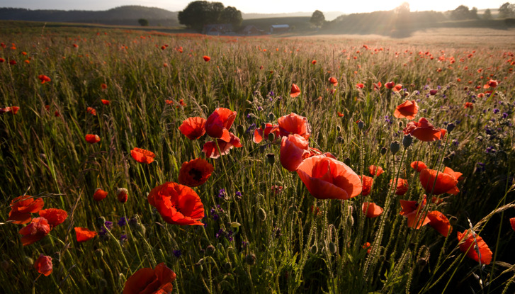 Poppy field